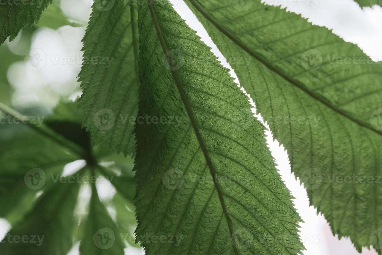 big green textured leaves of chestnut closeup with streaks photo