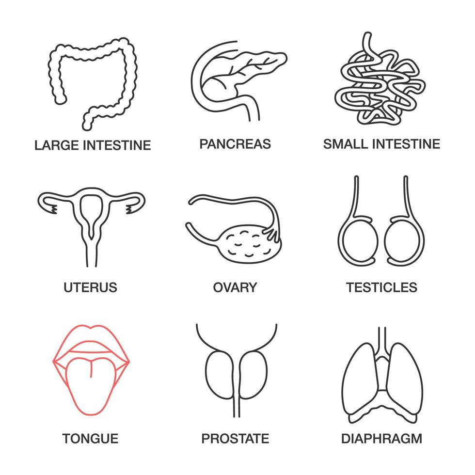 conjunto de iconos lineales de órganos internos. intestino grueso y delgado, páncreas, útero, ovario, testículos, lengua, próstata, diafragma. símbolos de contorno de línea delgada. Ilustraciones de vectores aislados