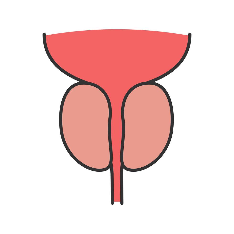 Prostate gland and urethra color icon. Male reproductive system organ. Isolated vector illustration
