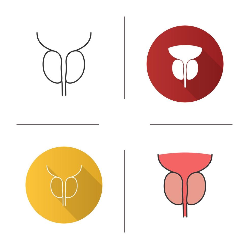 Prostate gland and urethra icon. Male reproductive system organ. Flat design, linear and color styles. Isolated vector illustrations