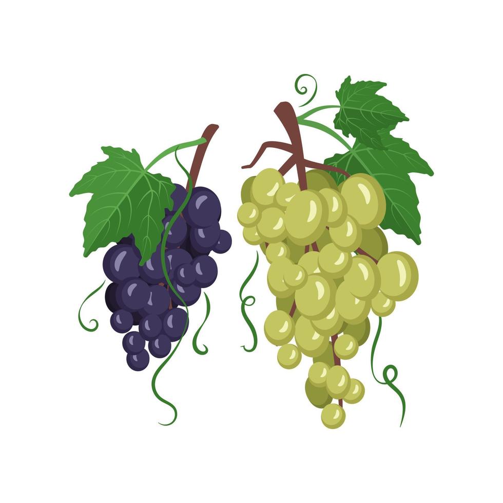 Set of dark and light grapes on branches with berries and leaves. Sweet healthy food, wholesome delicious dessert. Vector flat illustration