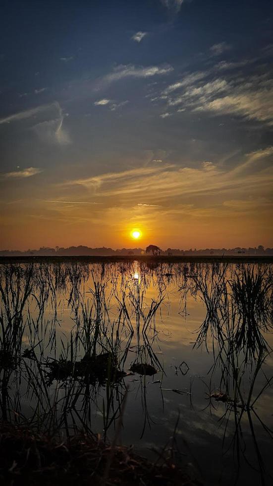 Teléfono de campo de arroz real foto