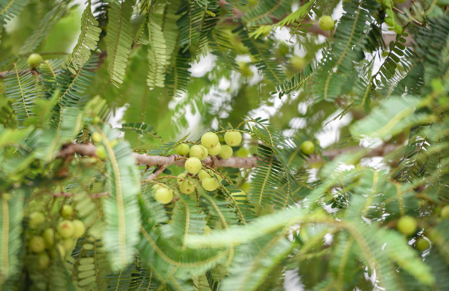 Indian Gooseberries or Amla fruit on tree with green leaf Phyllanthus emblica traditional Indian gooseberry tree for Ayurvedic herbal medicines and snack photo