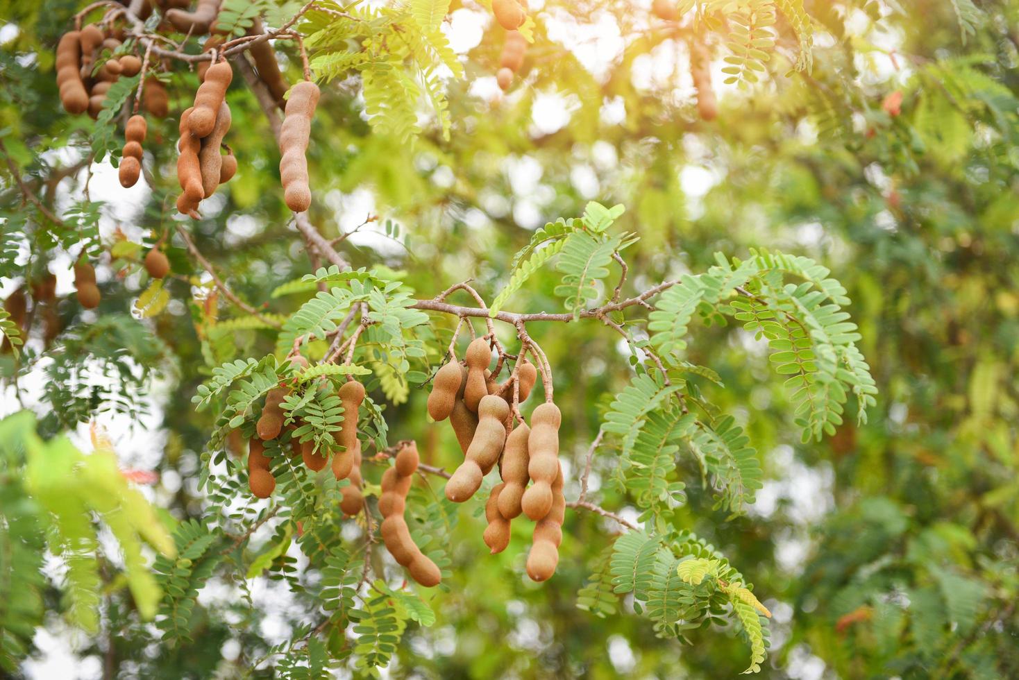 árbol de tamarindo fruta tropical - tamarindo maduro en el árbol con hojas en el fondo de verano foto