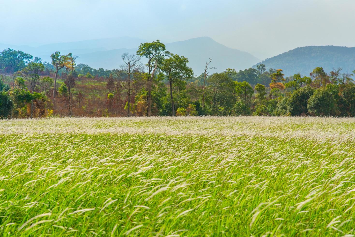 campo y pradera hierba verde flor blanca con campo rural y fondo de montaña de árboles foto