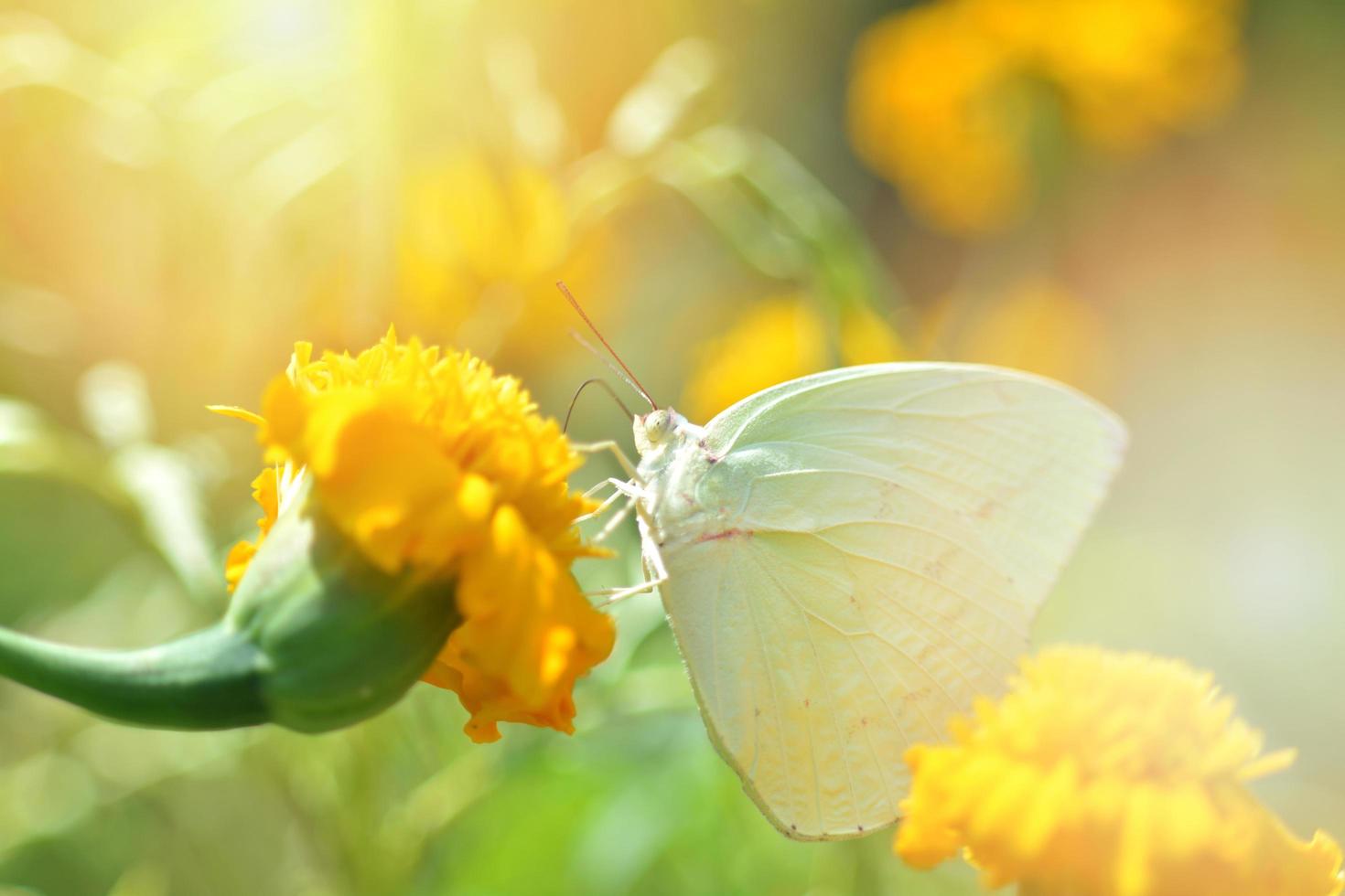 Green butterfly feeding on yellow marigold flower in the garden spring nature background photo