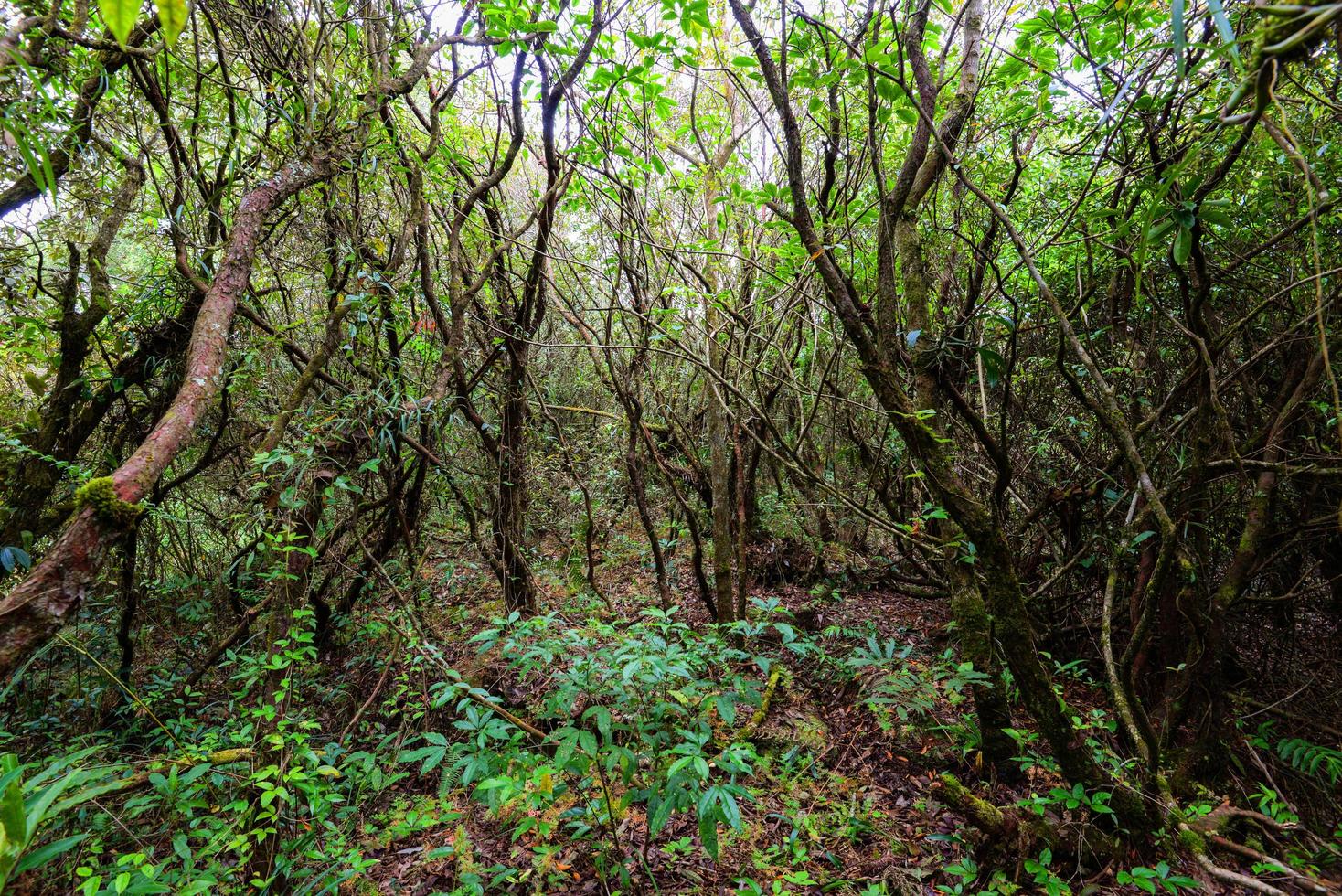 antiguo bosque viejo con planta verde y árbol hiedra vid madera selva foto