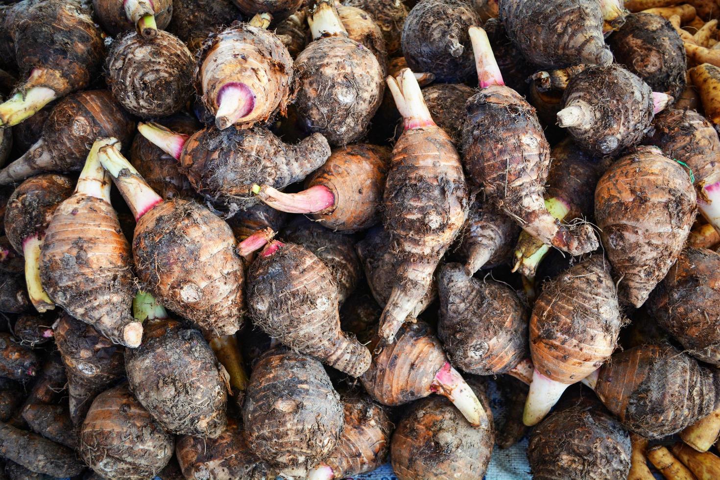 Pile of fresh taro roots background  Yautia Lila Satoimo potatoes photo