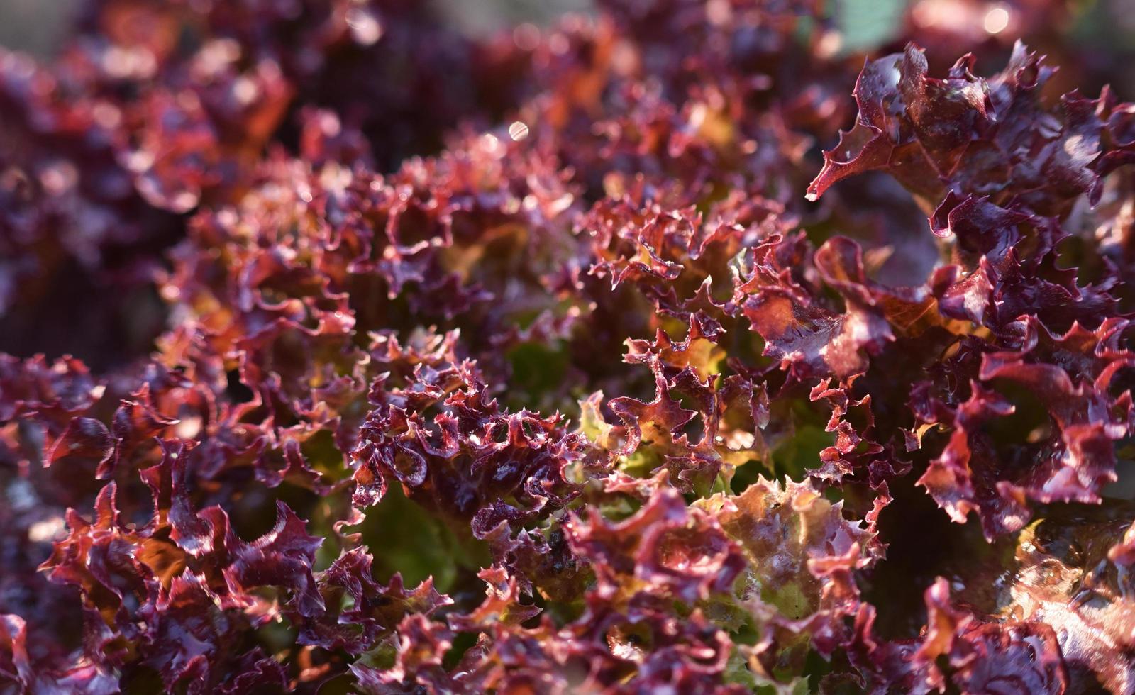 verduras de ensalada de lechuga de coral rojo en el fondo de la granja hidropónica orgánica del jardín foto