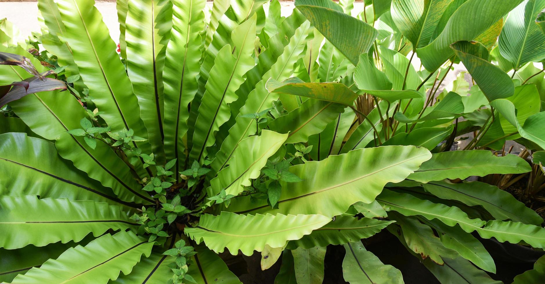 hojas verdes de helecho de nido de pájaro en el fondo de la planta de la granja del jardín de viveros - nido de helecho asplenium nidus foto