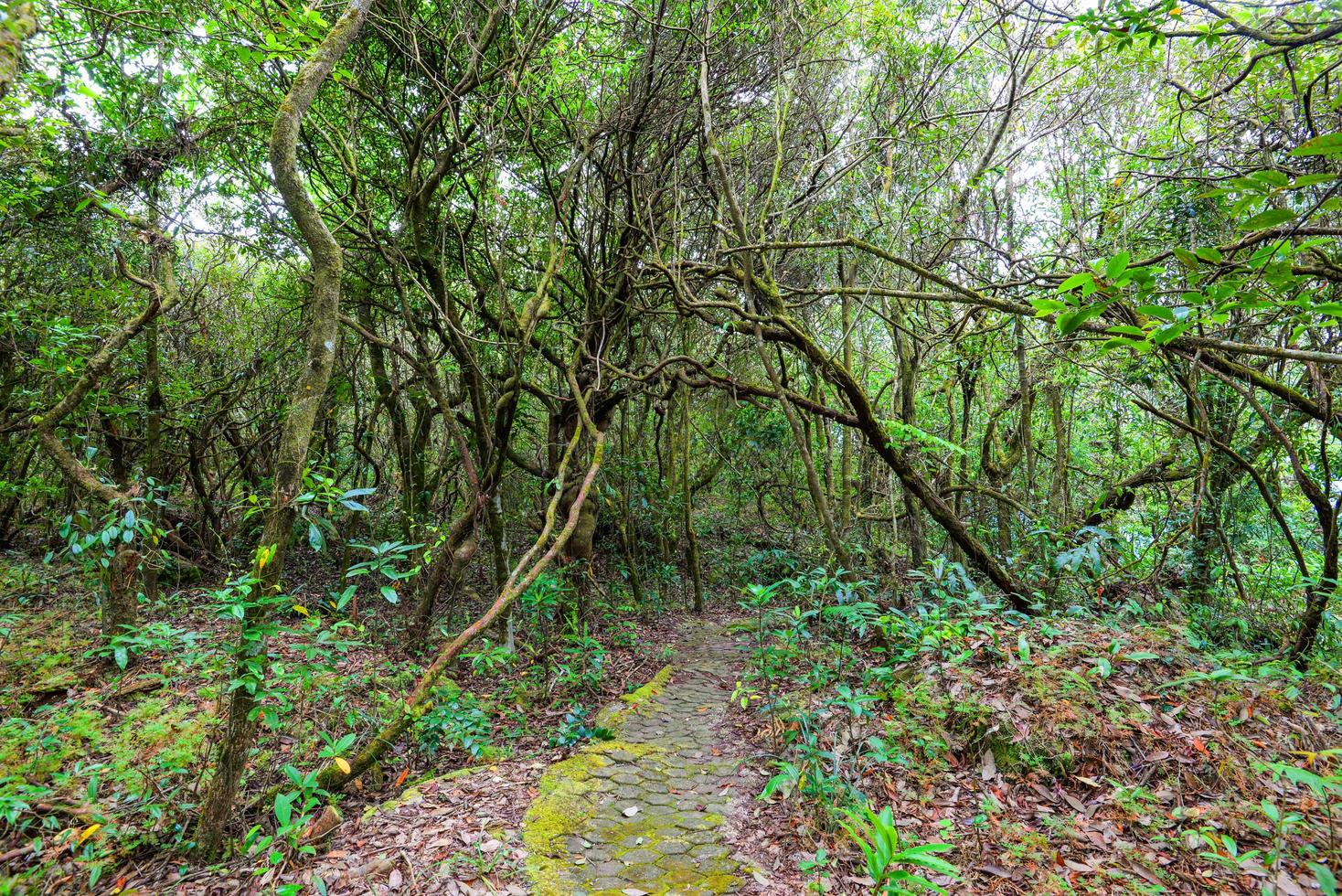 bosque antiguo con planta verde y árbol hiedra jungla de madera de vid foto