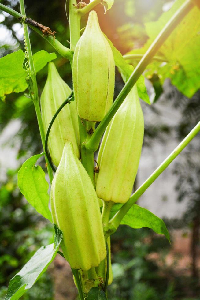 planta de okra - fruto de okra verde en el árbol en el jardín natural foto