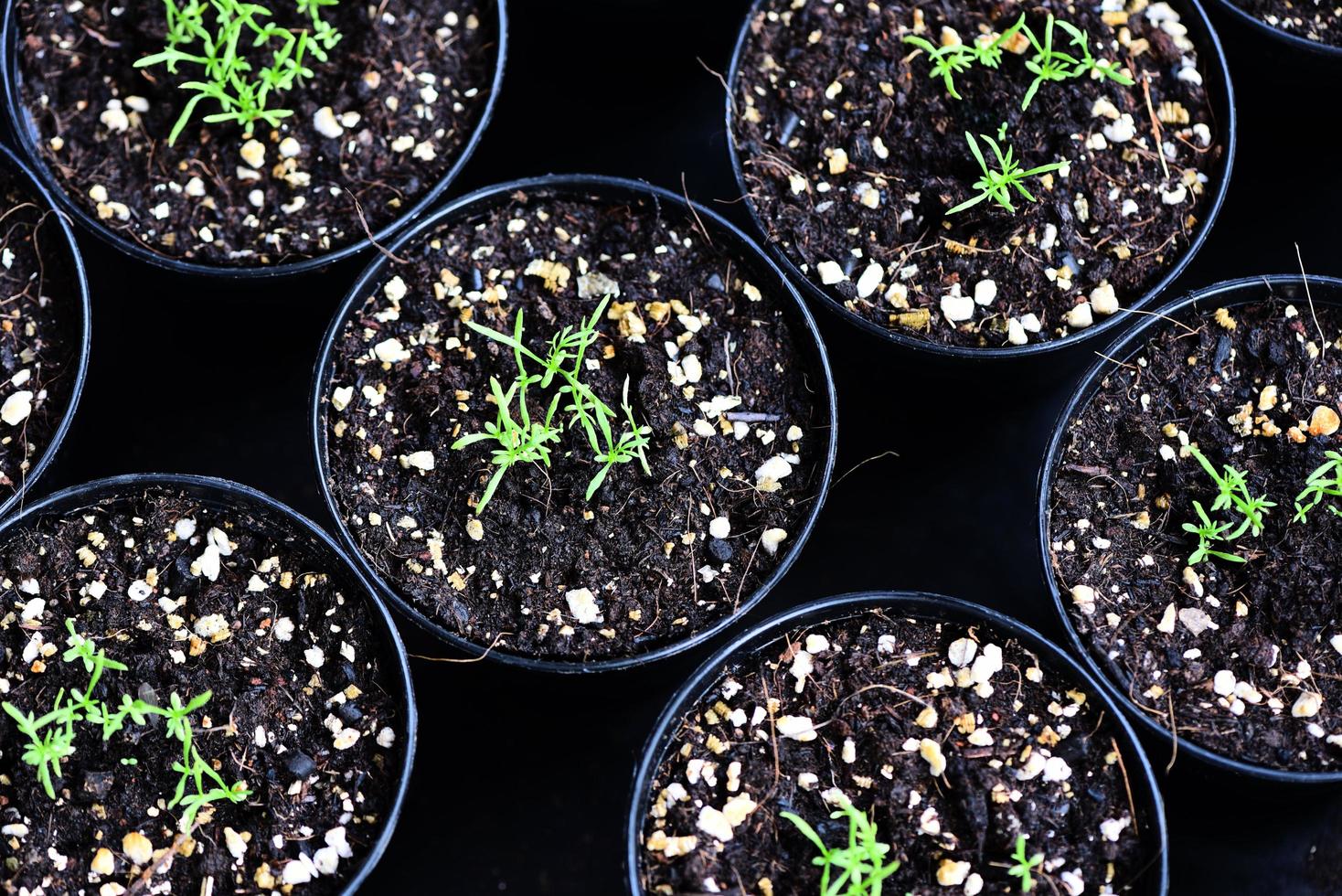 planting vegetables plant on soil in pot in the garden - green young plant growing gardening plantation agriculture concept photo