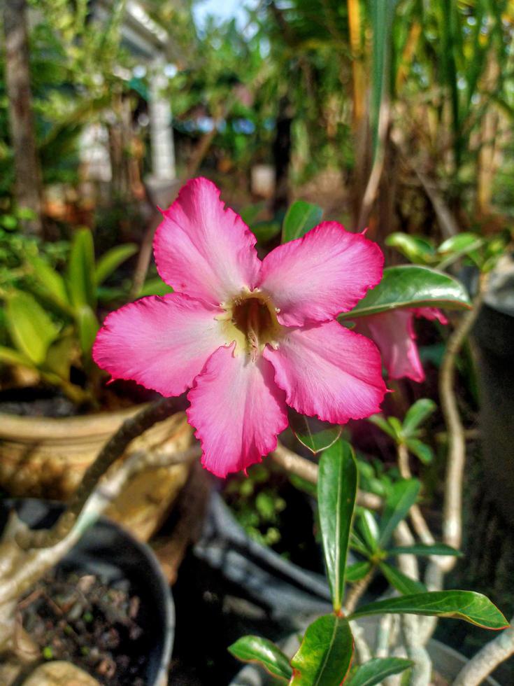 la flor rosa tomó el tiempo de la mañana foto