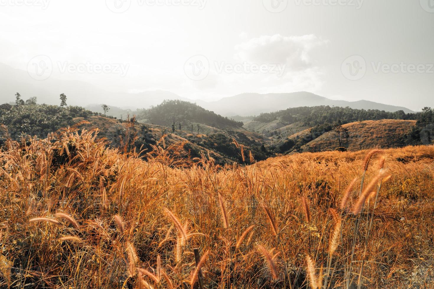 golden meadow in the mountains in the morning photo