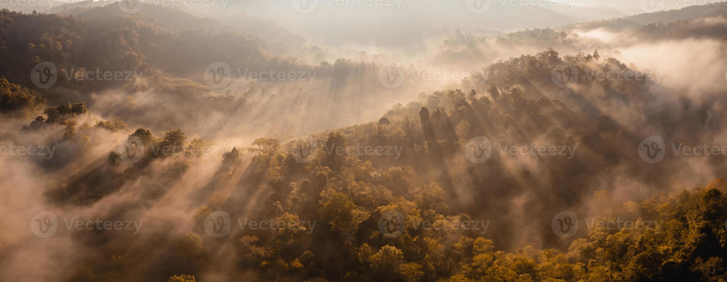 niebla dorada de la mañana en el bosque foto