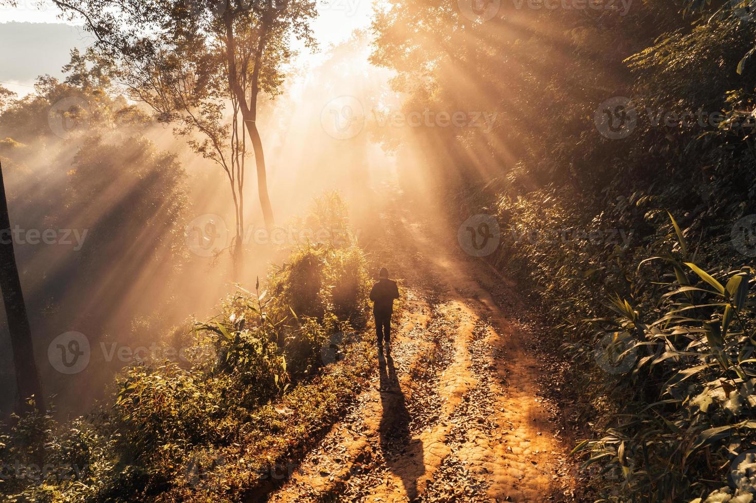 golden morning fog in the forest photo