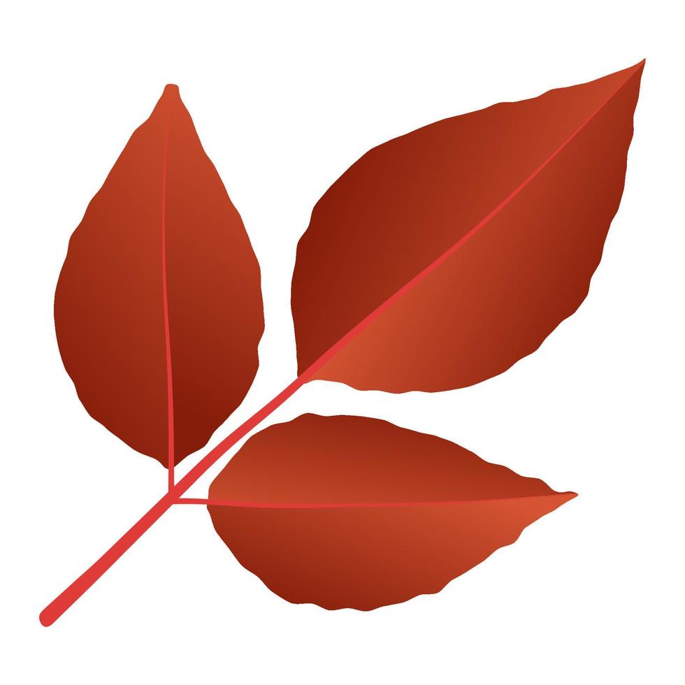 Autumn falling leaf. vector