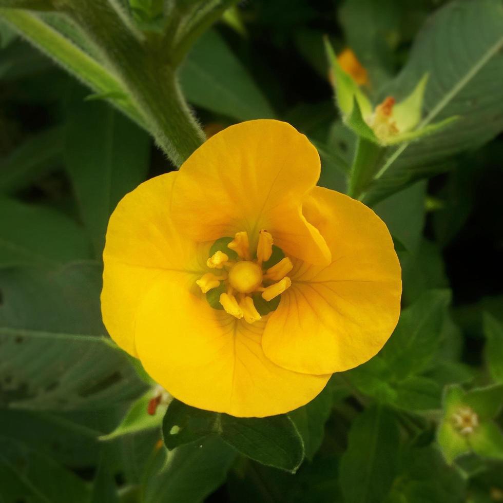 Beautiful yellow flowers in the rainy season. photo