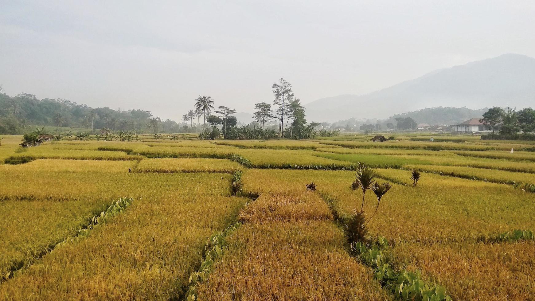 Wide rice field view. photo