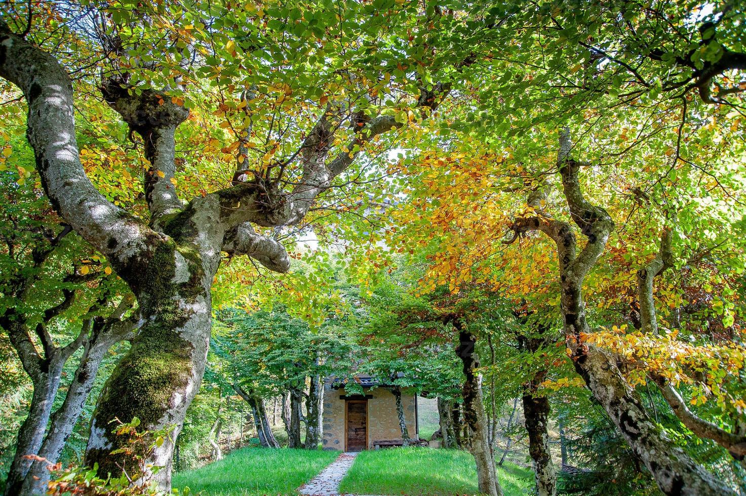 colorful forest in autumn photo