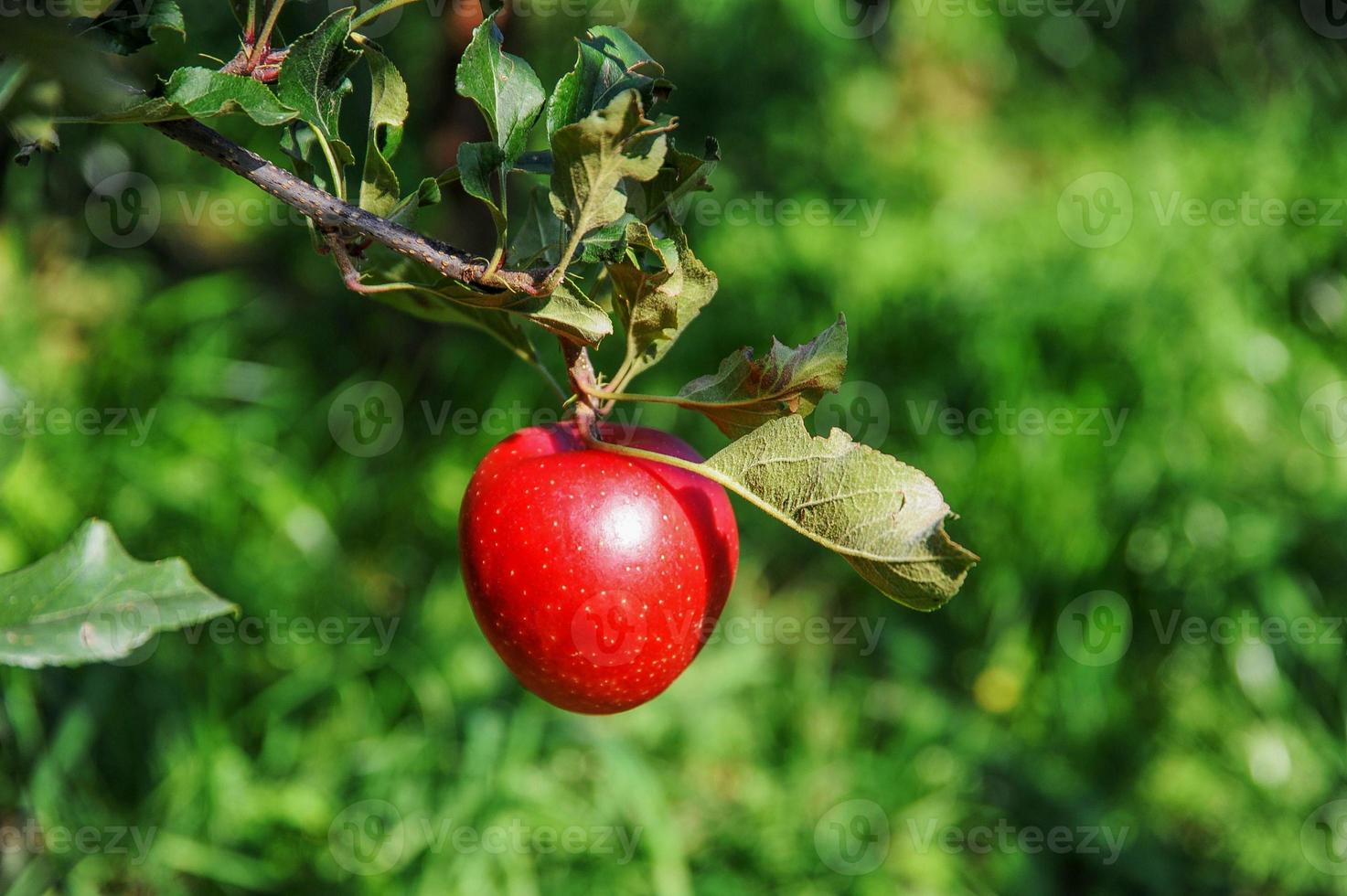 manzanas listas para ser cosechadas foto