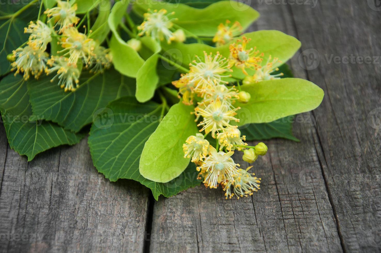 Linden flowers on the table photo