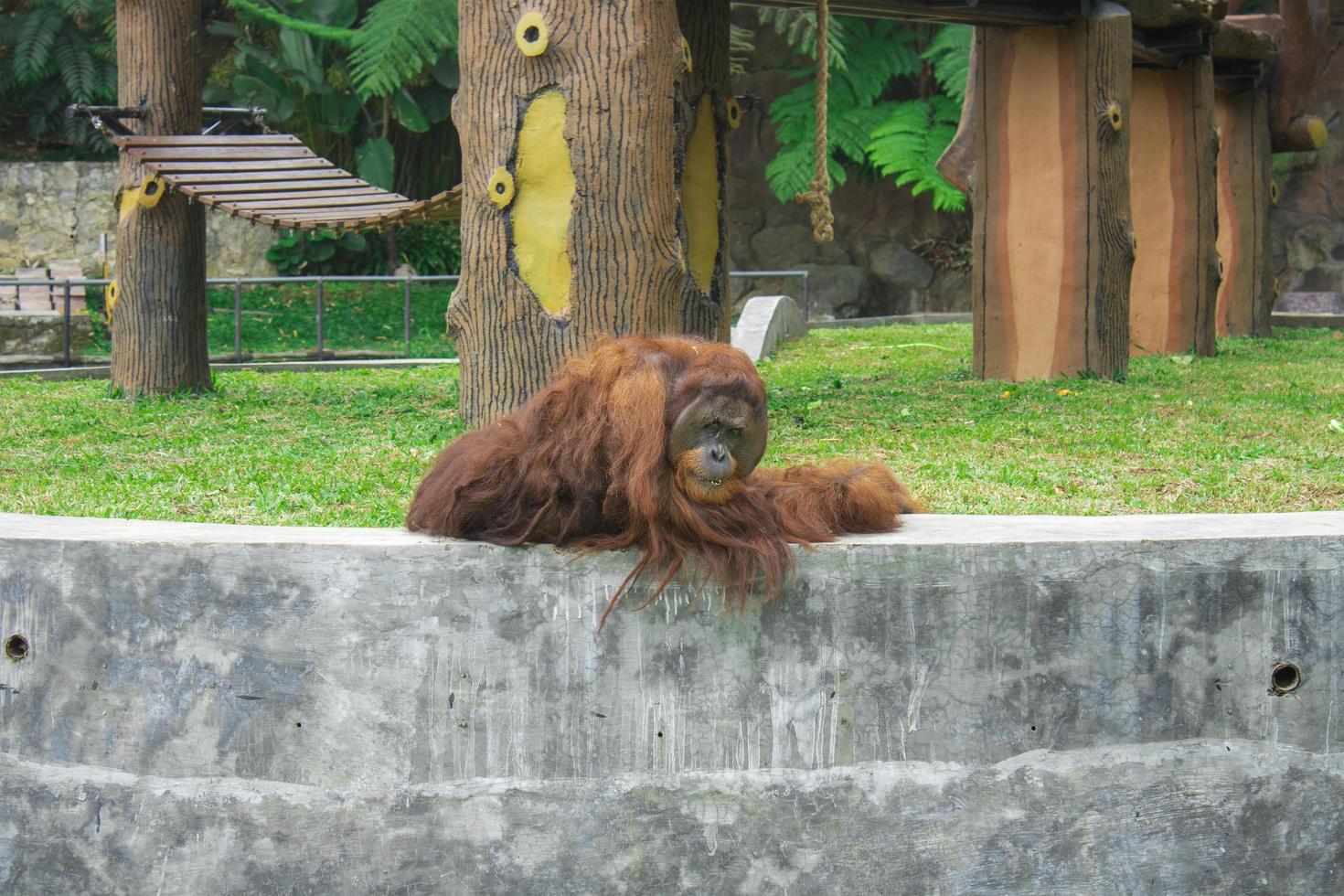 orangutan leaning on a rock photo