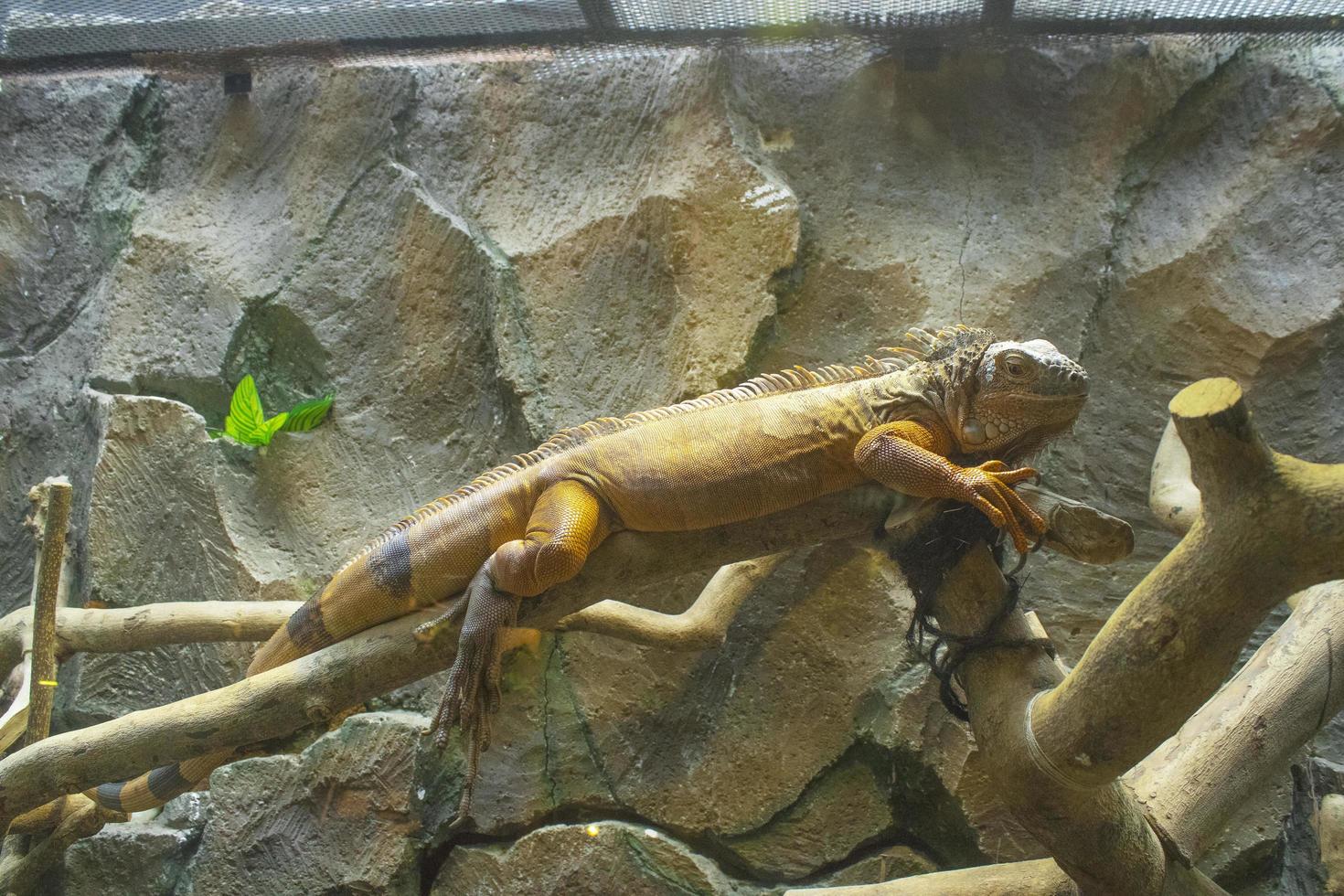 iguana climbing a tree branch photo