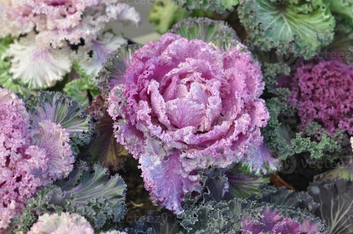 Ornamental cabbage flower photo