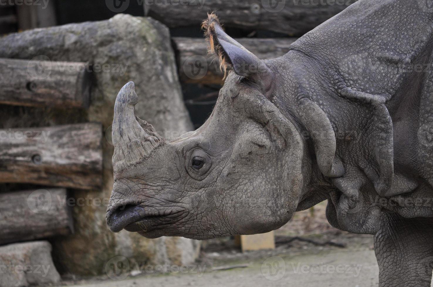 Rhinoceros mammal animal photo