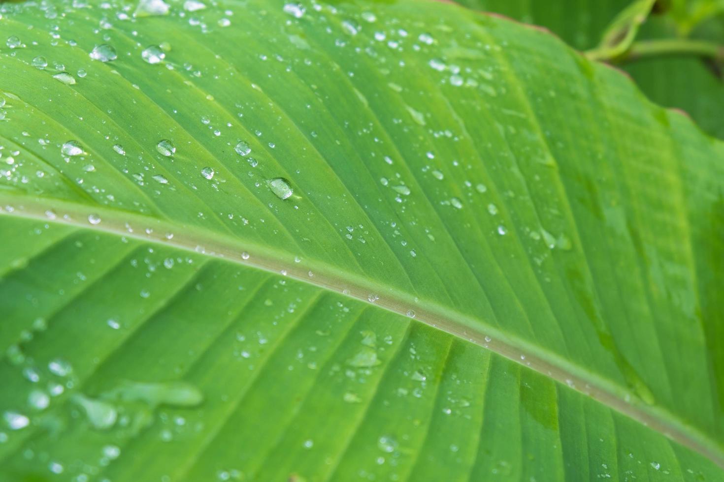 fondo de gota de lluvia en hojas de plátano foto