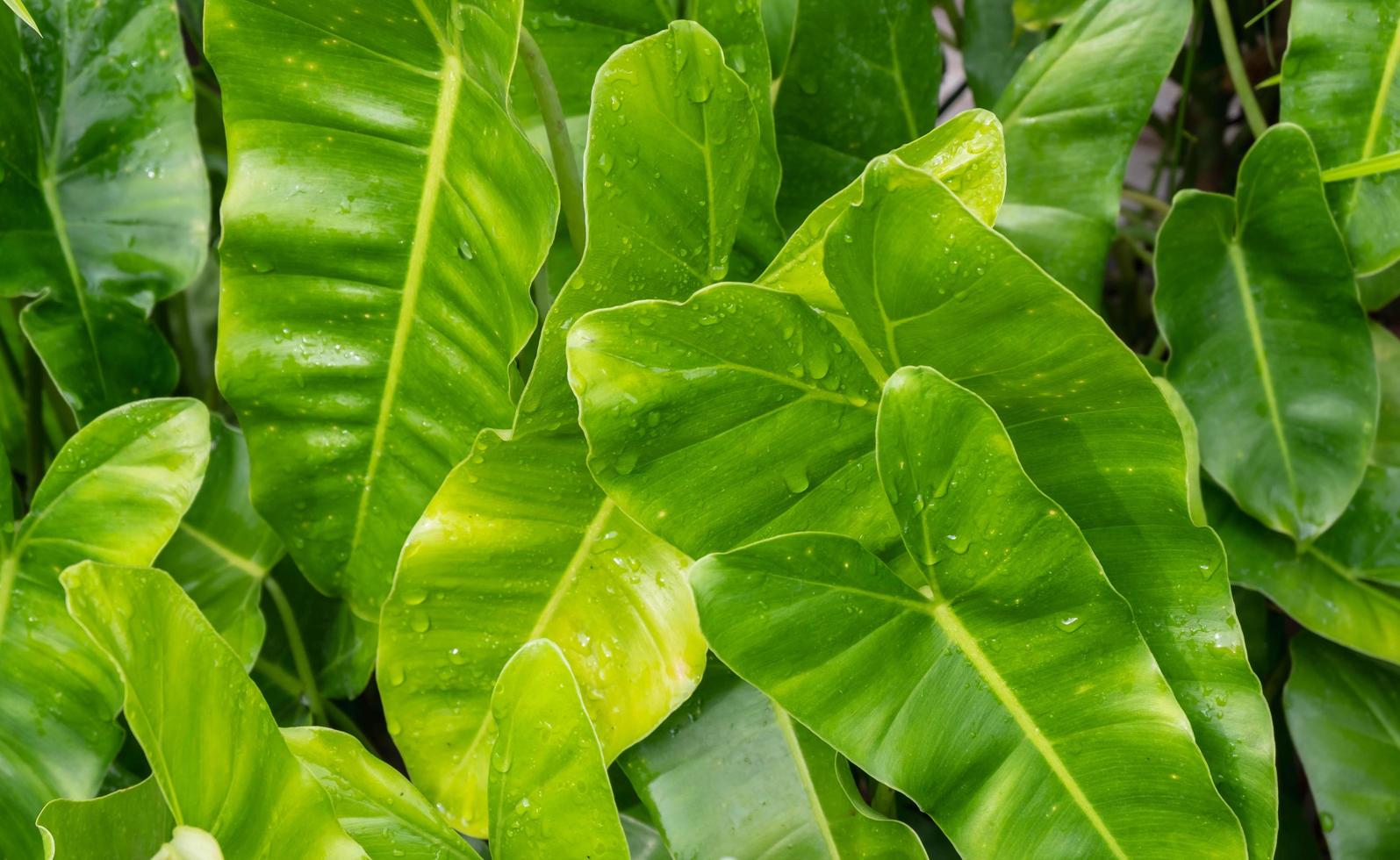 fondo de hojas con gotas de lluvia foto