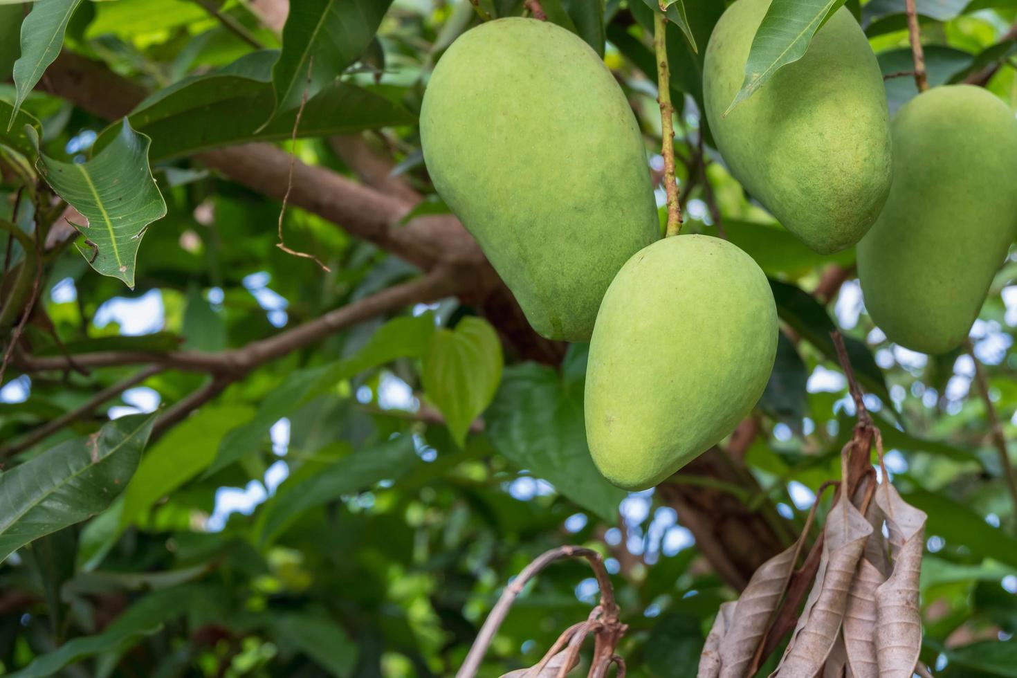 mango crudo verde fresco del árbol de mango foto
