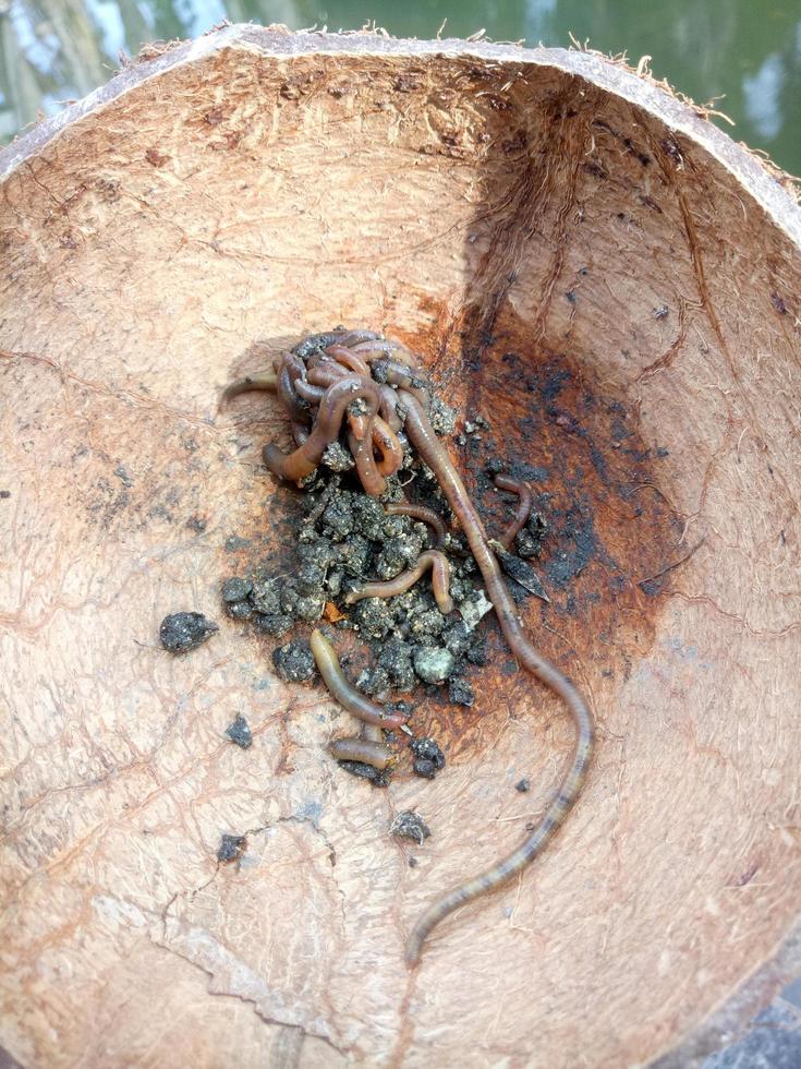 earthworms placed in coconut shells. Earthworms are commonly used as bait for fishing photo