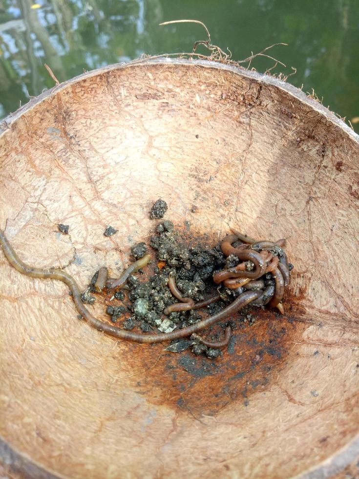 lombrices de tierra colocadas en cáscaras de coco. las lombrices de tierra se utilizan comúnmente como cebo para la pesca foto
