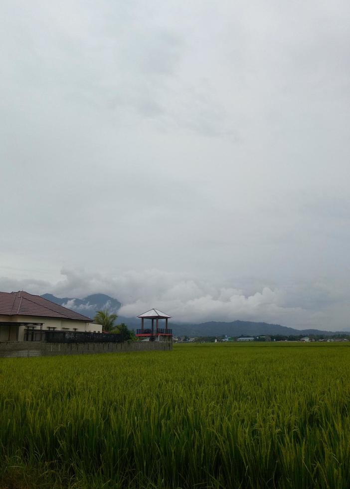 rice field view with foggy sky background photo