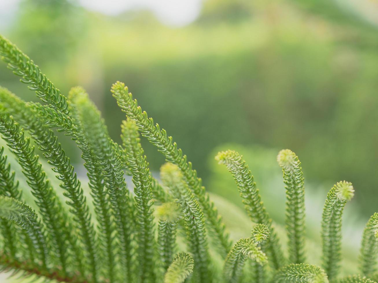 Close-up of a branch from a pine tree with blurred background. photo