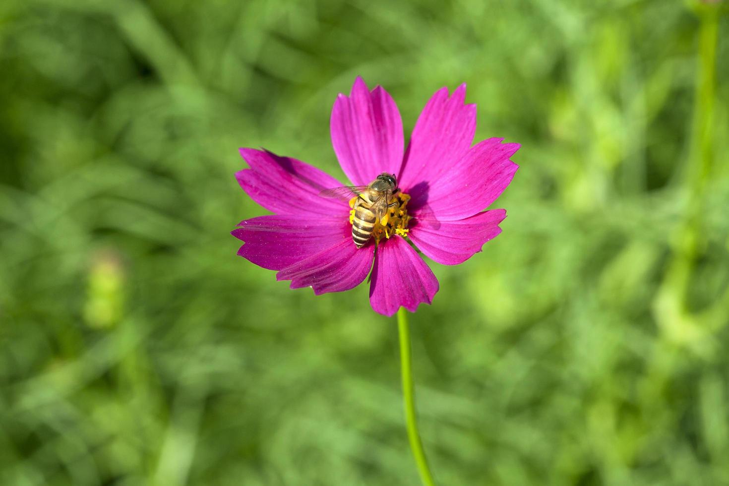 Cosmos flower with bee photo