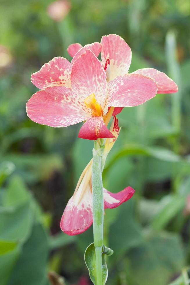 Orange Canna flower plants photo