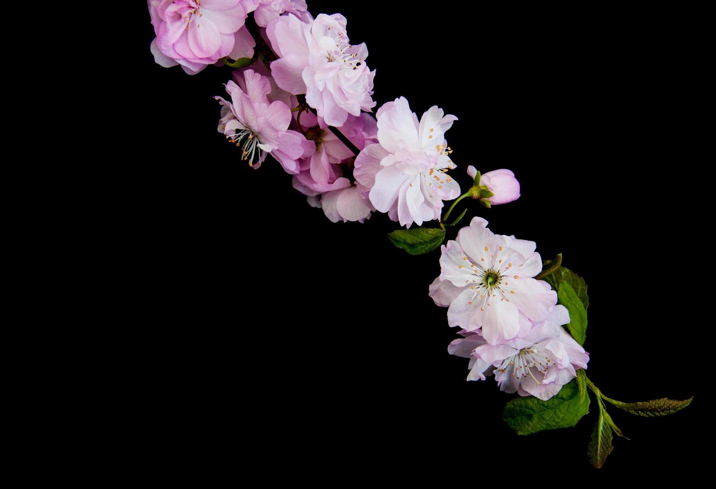 Spring sakura blossom photo