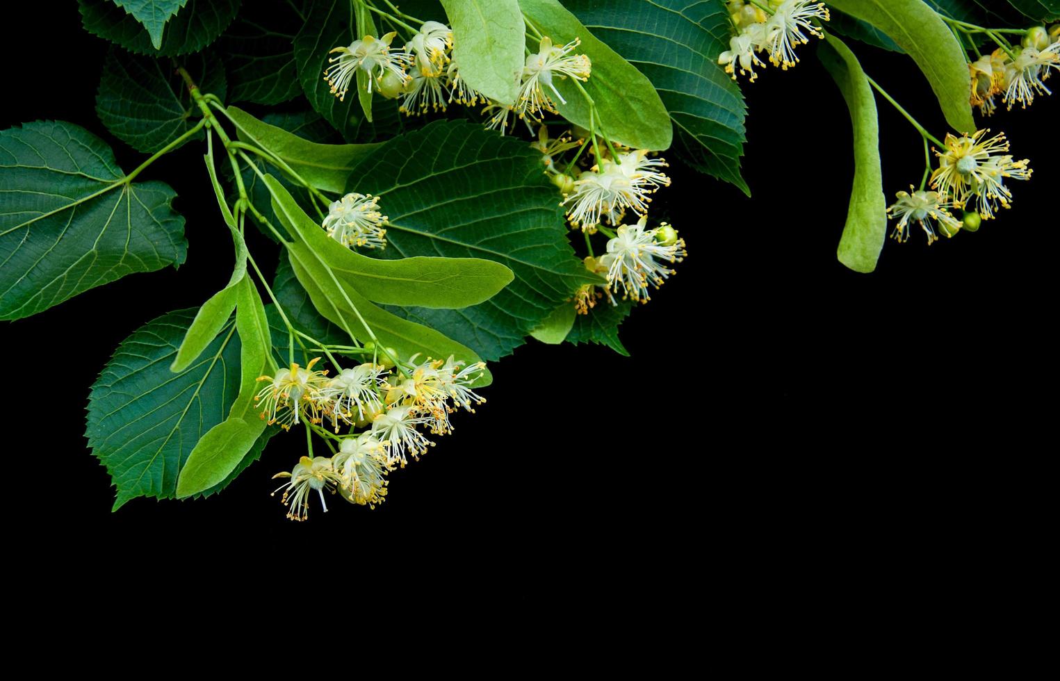 Linden flowers isolated on black photo