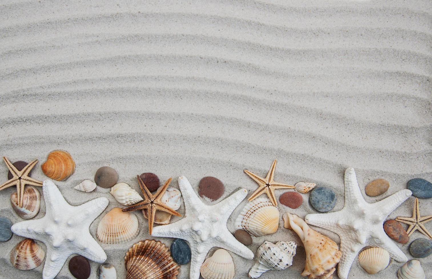 Seashells and starfish border photo