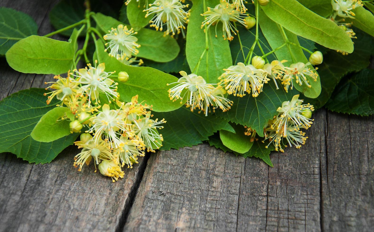 Linden flowers on the table photo