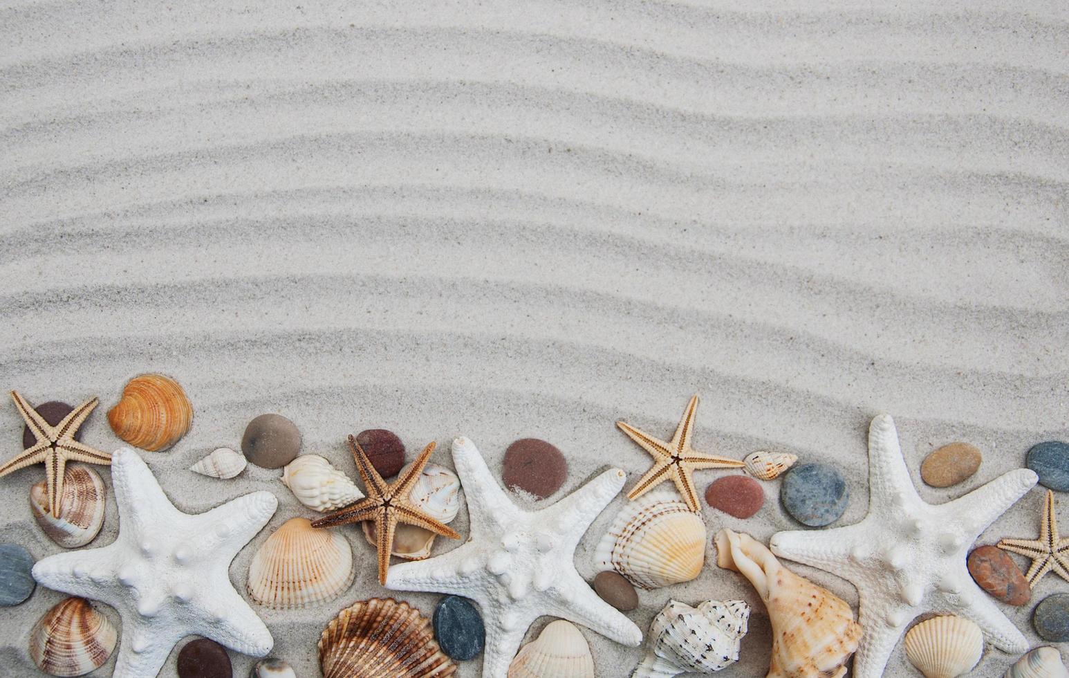 borde de conchas y estrellas de mar foto