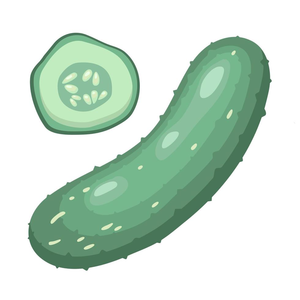 Cucumbers set. Whole cucumber, half, chopped, slices. Fresh green cucumbers. Organic vegetables. Healthy, diet, vegetarian food. Vector illustrations isolated on white background.