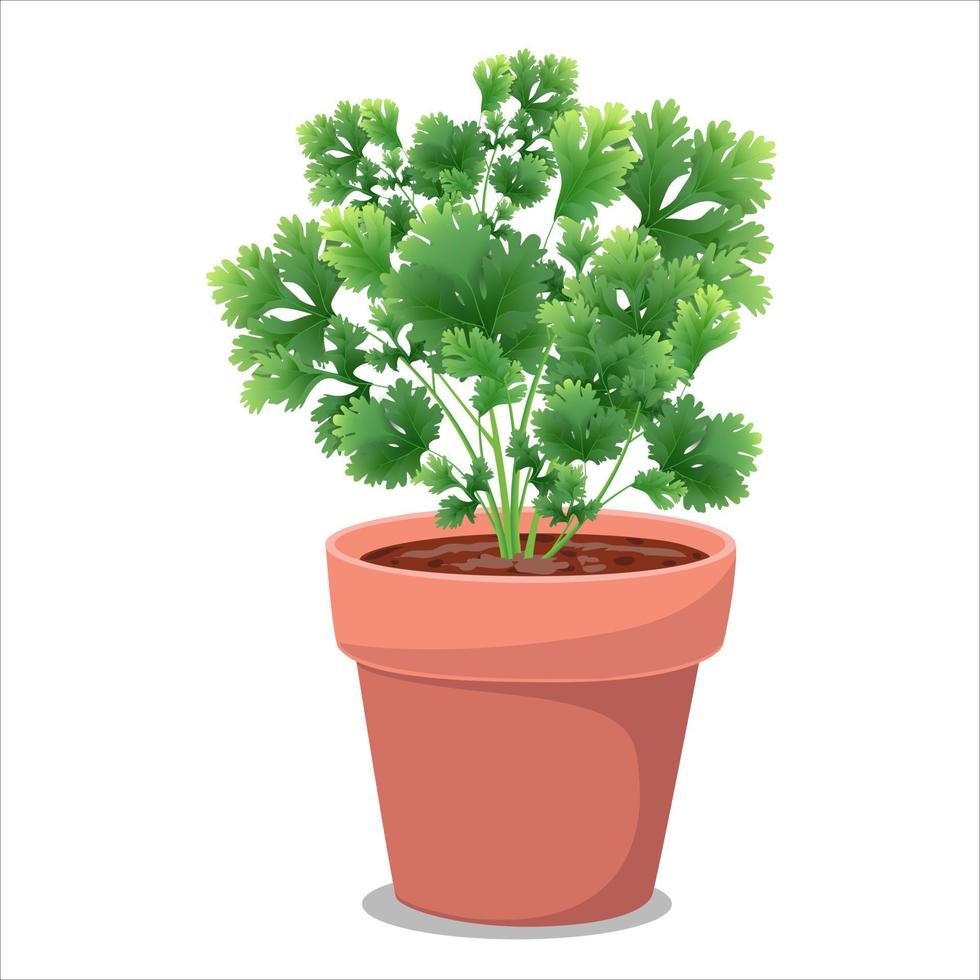 cilantro plant, coriander leaves dhaniya 5197946 Vector Art at Vecteezy