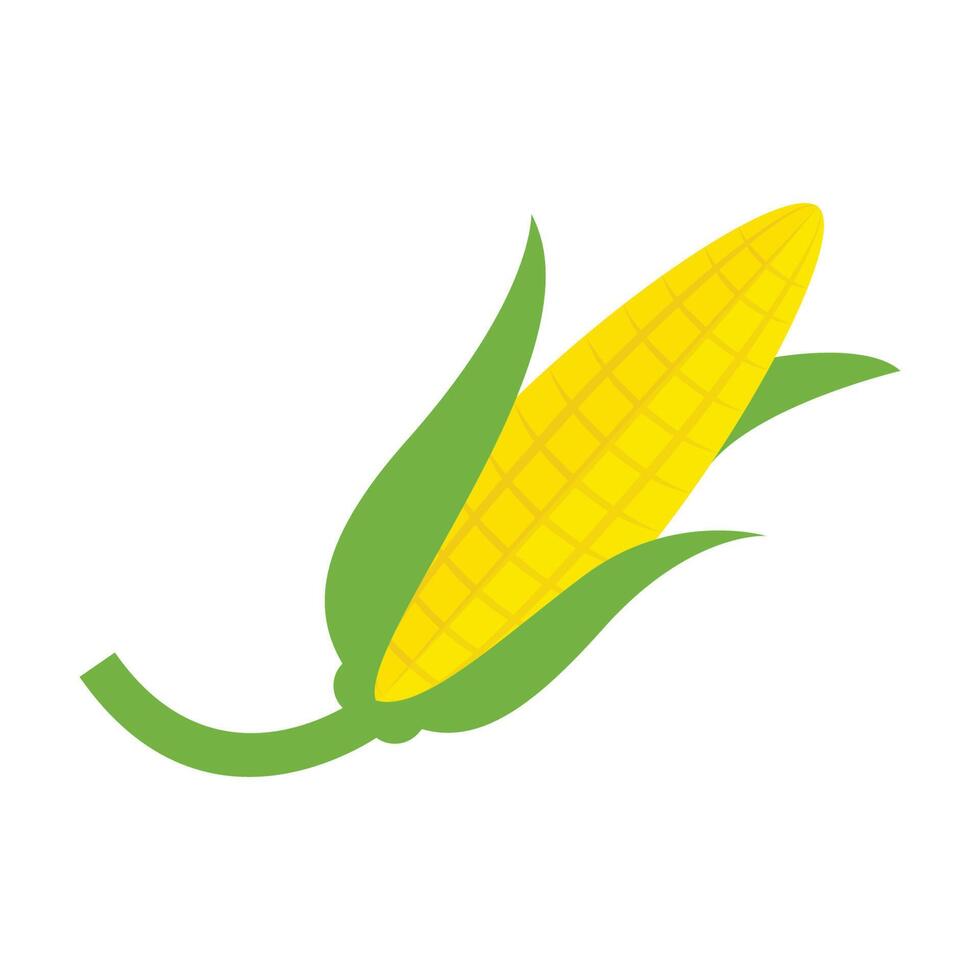 Corn vector illustration