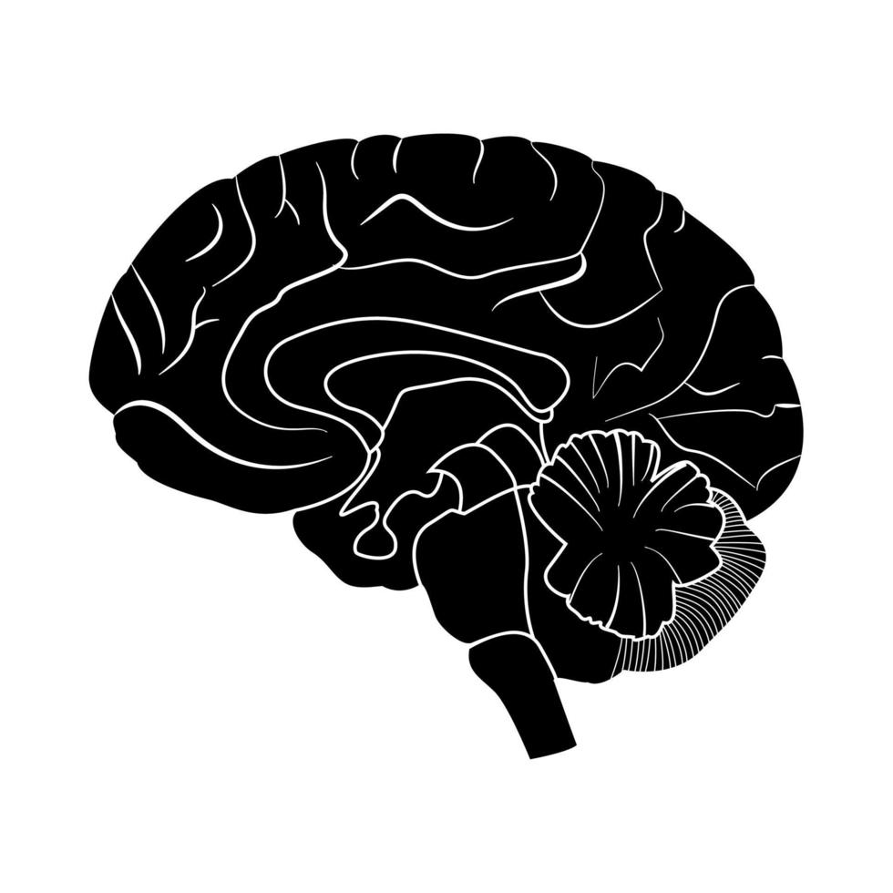 Brain it is black icon . vector