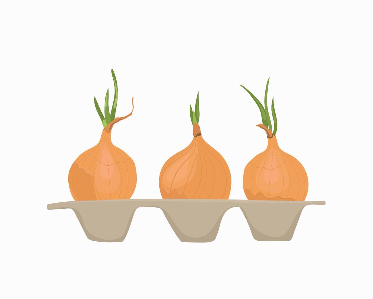 Onions. A whole onion grows in a tray. Green onions grow from yellow bulbs. vector